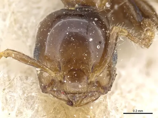Crematogaster solenopsides specimen CASENT0904483 image casent0904483_2