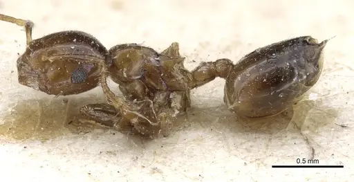 Crematogaster solenopsides specimen CASENT0904483 image casent0904483_3