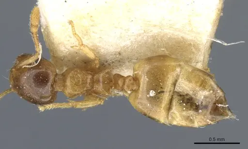 Crematogaster solenopsides specimen CASENT0904484 image casent0904484_1