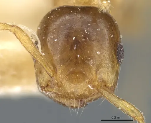 Crematogaster solenopsides specimen CASENT0904484 image casent0904484_2