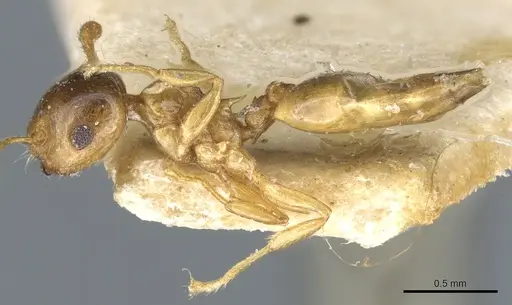 Crematogaster solenopsides specimen CASENT0904484 image casent0904484_3