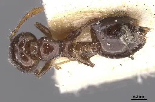 Crematogaster solenopsides specimen CASENT0912730 image casent0912730_1