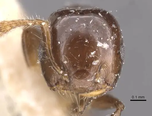 Crematogaster solenopsides specimen CASENT0912730 image casent0912730_2