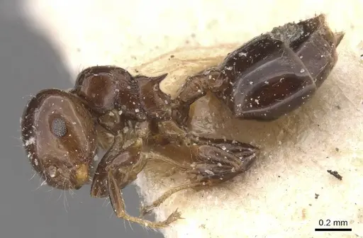 Crematogaster solenopsides specimen CASENT0912730 image casent0912730_3