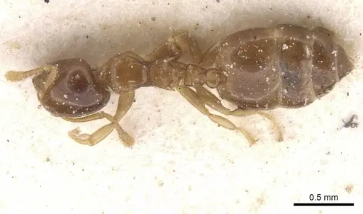 Crematogaster solenopsides specimen CASENT0912731 image casent0912731_1