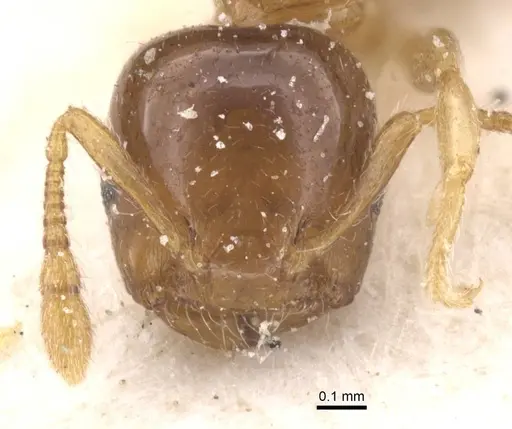 Crematogaster solenopsides specimen CASENT0912731 image casent0912731_2
