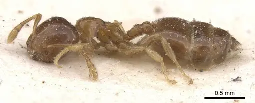 Crematogaster solenopsides specimen CASENT0912731 image casent0912731_3