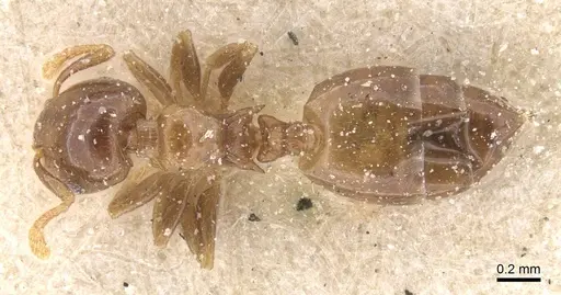Crematogaster solenopsides specimen CASENT0912732 image casent0912732_1