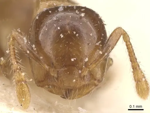 Crematogaster solenopsides specimen CASENT0912732 image casent0912732_2