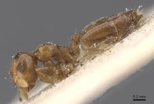 Crematogaster solenopsides specimen CASENT0912732 image casent0912732_3