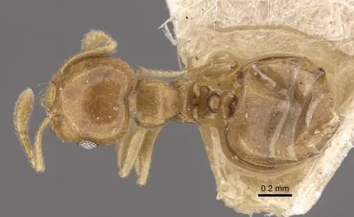 Crematogaster solenopsides specimen CASENT0917803 image casent0917803_1