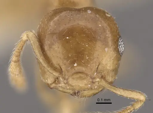 Crematogaster solenopsides specimen CASENT0917803 image casent0917803_2