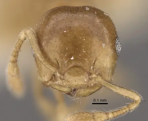 Crematogaster solenopsides specimen CASENT0917803 image casent0917803_3
