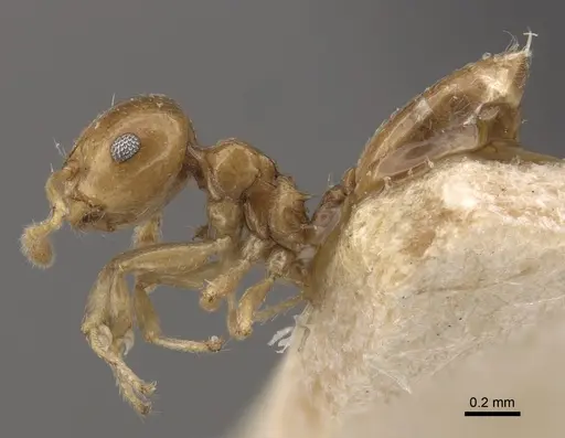 Crematogaster solenopsides specimen CASENT0917803 image casent0917803_4