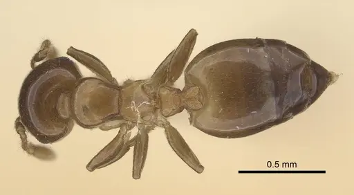 Crematogaster solenopsides specimen CASENT0919675 image casent0919675_1