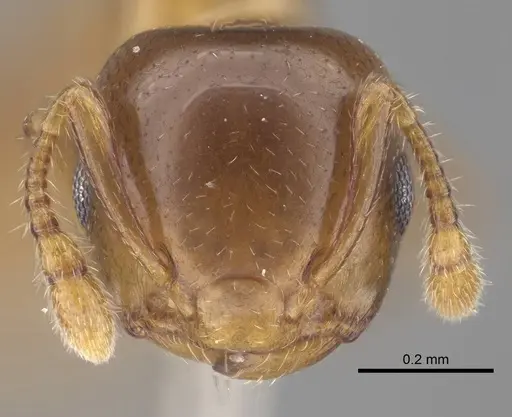 Crematogaster solenopsides specimen CASENT0919675 image casent0919675_2
