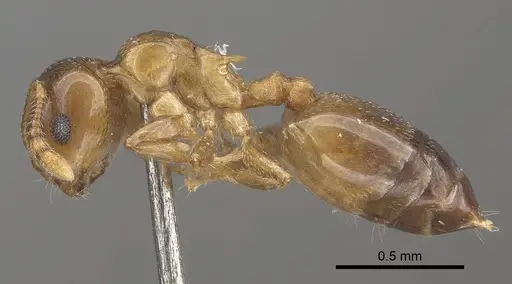 Crematogaster solenopsides specimen CASENT0919675 image casent0919675_3