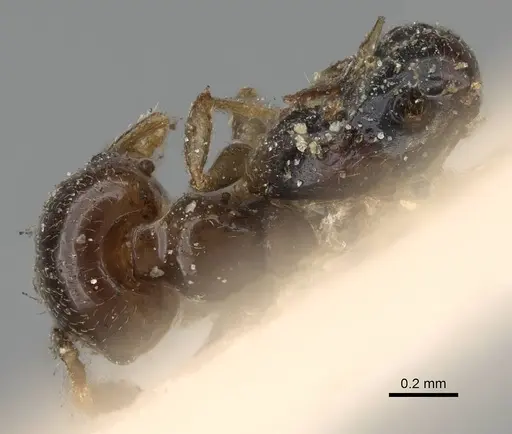 Crematogaster solenopsides specimen CASENT0922212 image casent0922212_1