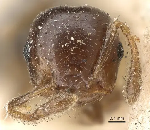 Crematogaster solenopsides specimen CASENT0922212 image casent0922212_2