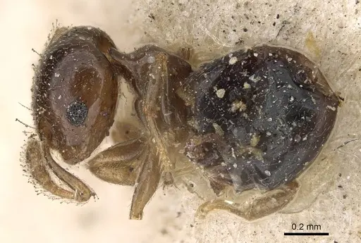 Crematogaster solenopsides specimen CASENT0922212 image casent0922212_3