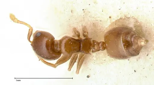 Crematogaster solenopsides specimen FOCOL0416 image focol0416_1