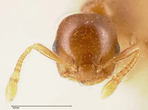 Crematogaster solenopsides specimen FOCOL0416 image focol0416_2