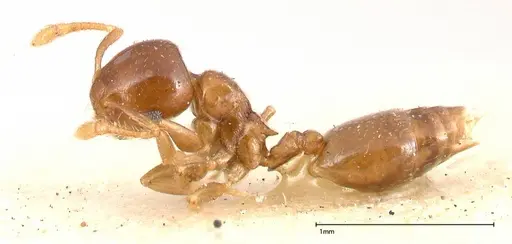 Crematogaster solenopsides specimen FOCOL0416 image focol0416_3
