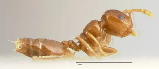 Crematogaster solenopsides specimen FOCOL0416 image focol0416_4