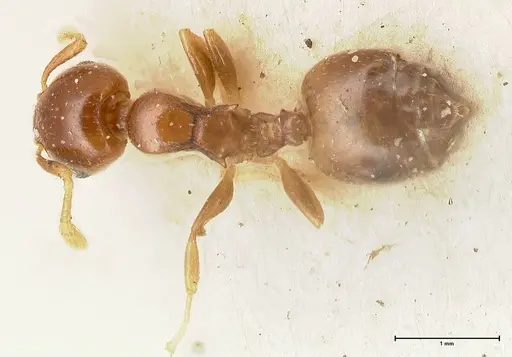 Crematogaster solenopsides specimen FOCOL0417 image focol0417_1