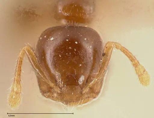 Crematogaster solenopsides specimen FOCOL0417 image focol0417_2