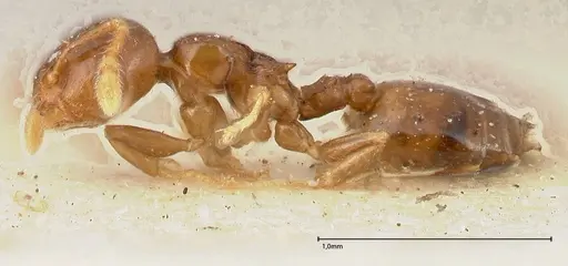 Crematogaster solenopsides specimen FOCOL0417 image focol0417_3