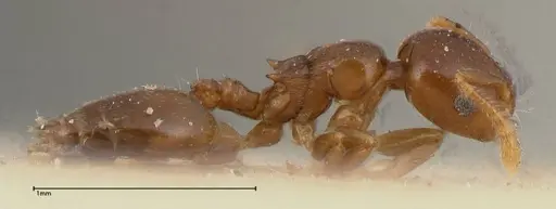 Crematogaster solenopsides specimen FOCOL0417 image focol0417_4