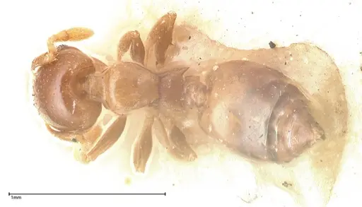 Crematogaster solenopsides specimen FOCOL0418 image focol0418_1