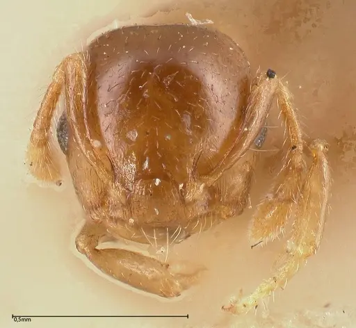 Crematogaster solenopsides specimen FOCOL0418 image focol0418_2