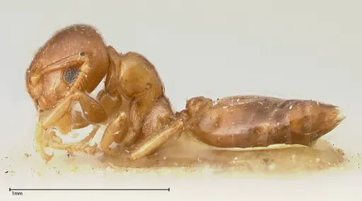 Crematogaster solenopsides specimen FOCOL0418 image focol0418_3