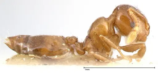 Crematogaster solenopsides specimen FOCOL0418 image focol0418_4