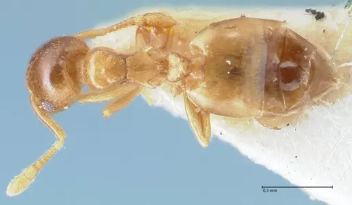Crematogaster solenopsides specimen FOCOL1540 image focol1540_1
