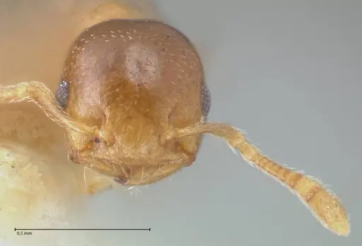 Crematogaster solenopsides specimen FOCOL1540 image focol1540_2