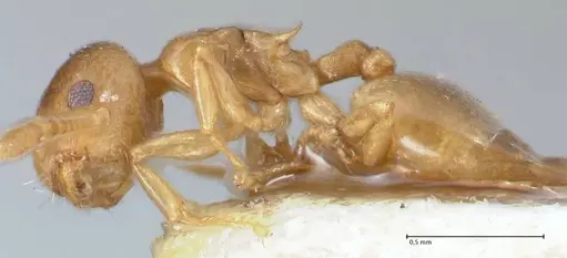 Crematogaster solenopsides specimen FOCOL1540 image focol1540_3