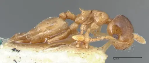 Crematogaster solenopsides specimen FOCOL1540 image focol1540_4