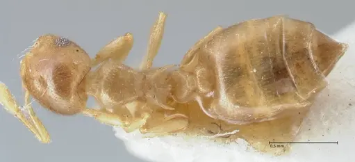 Crematogaster solenopsides specimen FOCOL1541 image focol1541_1