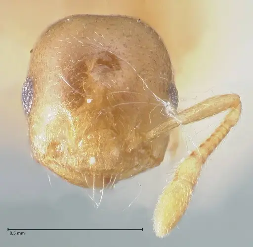 Crematogaster solenopsides specimen FOCOL1541 image focol1541_2