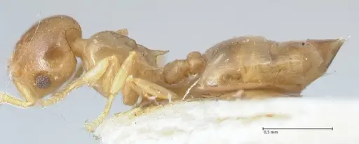 Crematogaster solenopsides specimen FOCOL1541 image focol1541_3