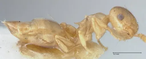 Crematogaster solenopsides specimen FOCOL1541 image focol1541_4