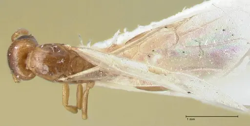 Crematogaster solenopsides specimen FOCOL1542 image focol1542_1