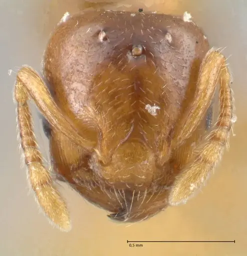 Crematogaster solenopsides specimen FOCOL1542 image focol1542_2