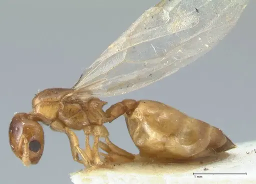 Crematogaster solenopsides specimen FOCOL1542 image focol1542_3