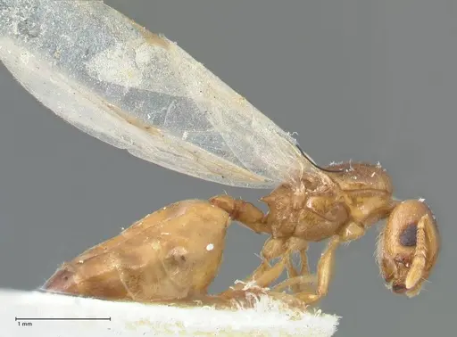 Crematogaster solenopsides specimen FOCOL1542 image focol1542_4