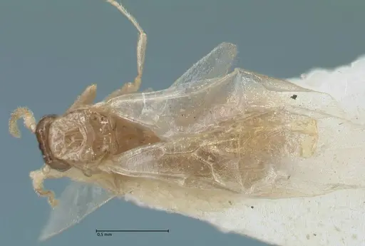 Crematogaster solenopsides specimen FOCOL1543 image focol1543_1