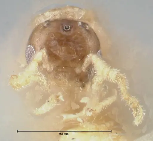 Crematogaster solenopsides specimen FOCOL1543 image focol1543_2